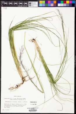 Muhlenbergia torreyana image