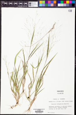 Panicum lithophilum image