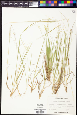 Panicum lithophilum image