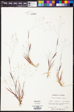 Panicum lithophilum image