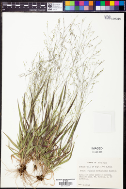 Panicum lithophilum image