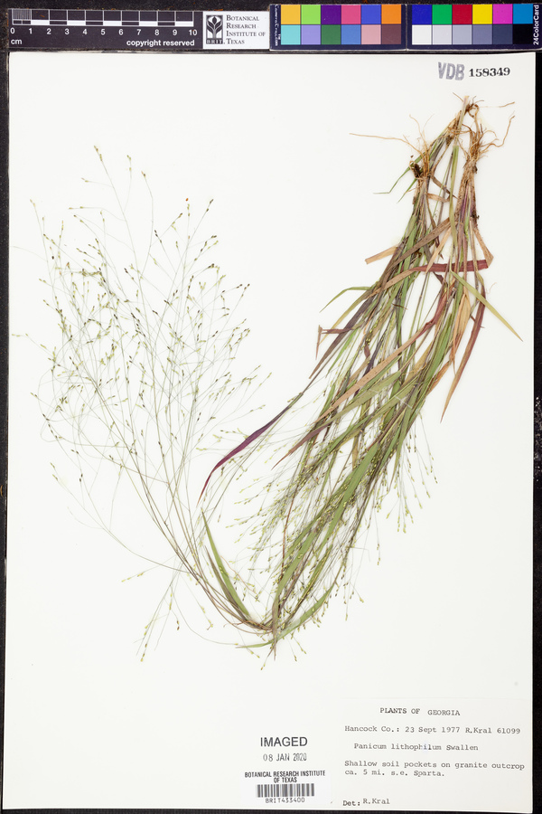 Panicum lithophilum image