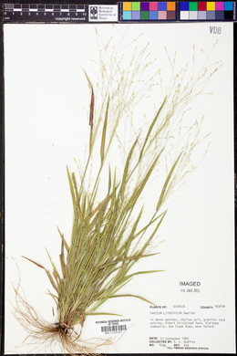 Panicum lithophilum image