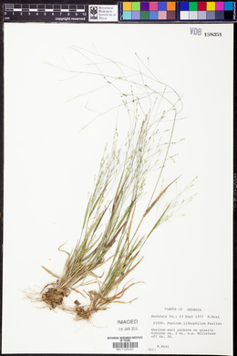 Panicum lithophilum image