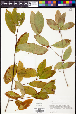 Ilex amelanchier image