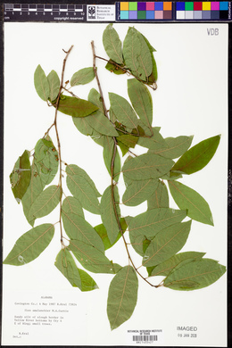 Ilex amelanchier image