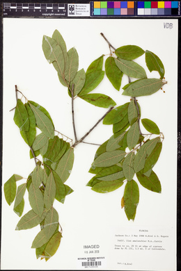 Ilex amelanchier image