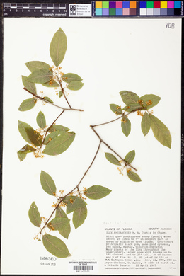 Ilex amelanchier image