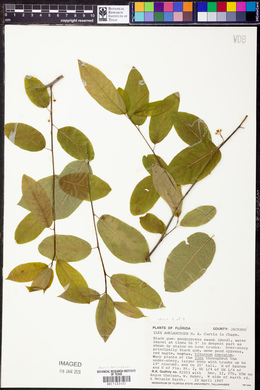 Ilex amelanchier image