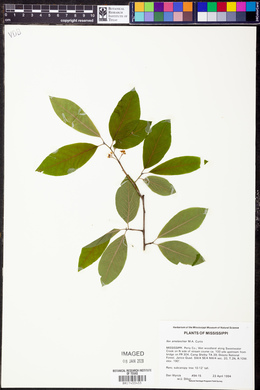 Ilex amelanchier image