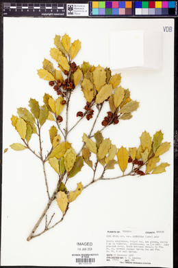 Ilex opaca var. arenicola image