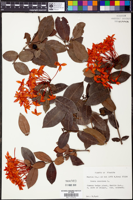 Ixora coccinea image