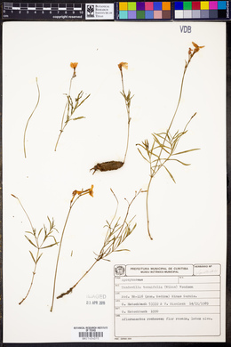 Mandevilla tenuifolia image