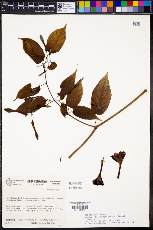 Mandevilla veraguasensis image
