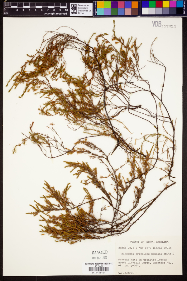 Hudsonia ericoides subsp. montana image