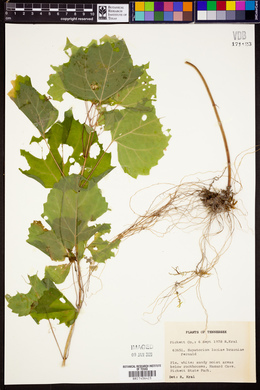 Eupatorium luciae-brauniae image
