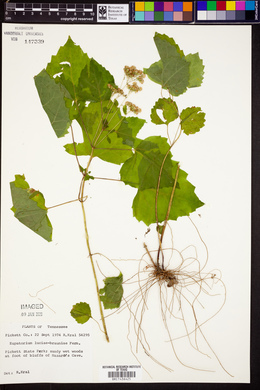 Eupatorium luciae-brauniae image