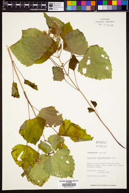 Eupatorium luciae-brauniae image