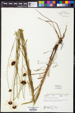 Balduina atropurpurea image