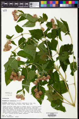 Brickellia cordifolia image