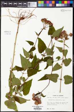 Brickellia cordifolia image