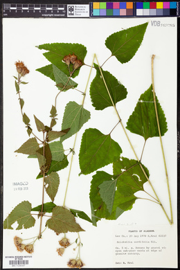 Brickellia cordifolia image