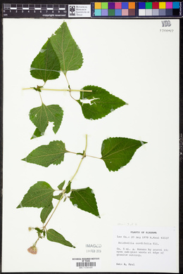 Brickellia cordifolia image