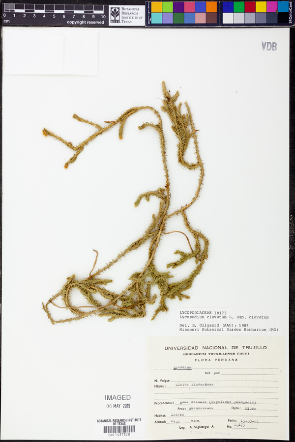 Lycopodium clavatum subsp. clavatum image