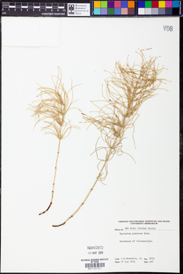 Equisetum pratense image