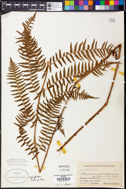 Athyrium filix-femina subsp. cyclosorum image
