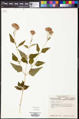 Brickellia cordifolia image