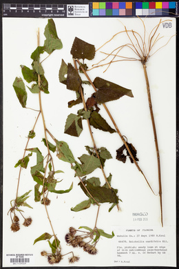 Brickellia cordifolia image