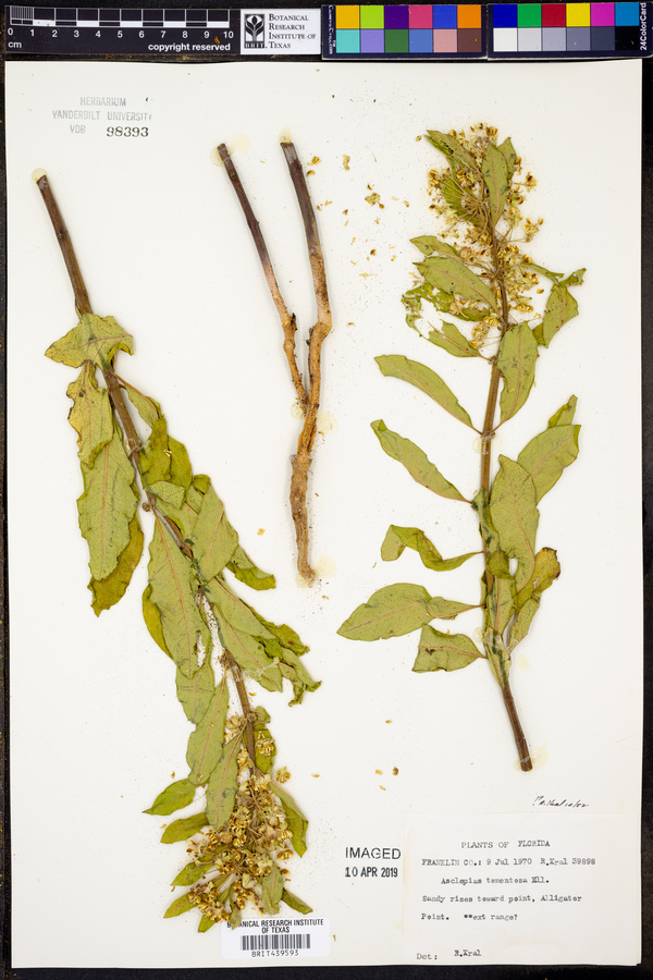 Asclepias tomentosa image