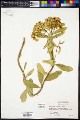 Asclepias viridis image