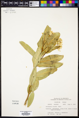 Asclepias viridis image