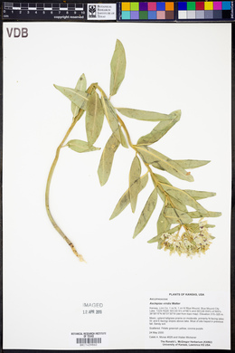 Asclepias viridis image