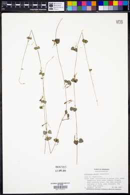 Ceropegia woodii image