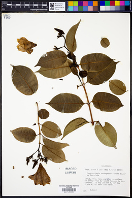Cryptostegia madagascariensis image
