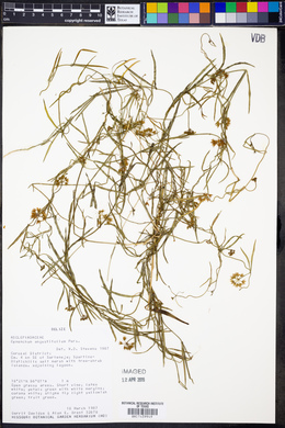 Cynanchum angustifolium image