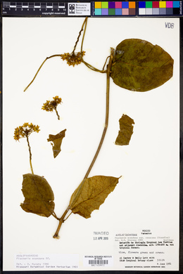 Fischeria scandens image