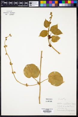 Ibatia maritima image