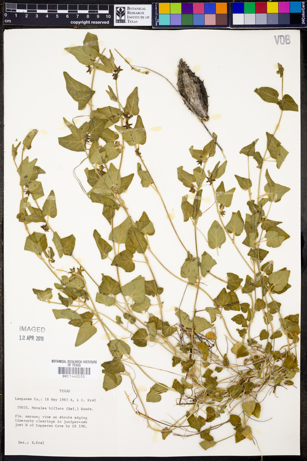 Matelea biflora image