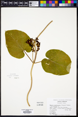 Matelea carolinensis image