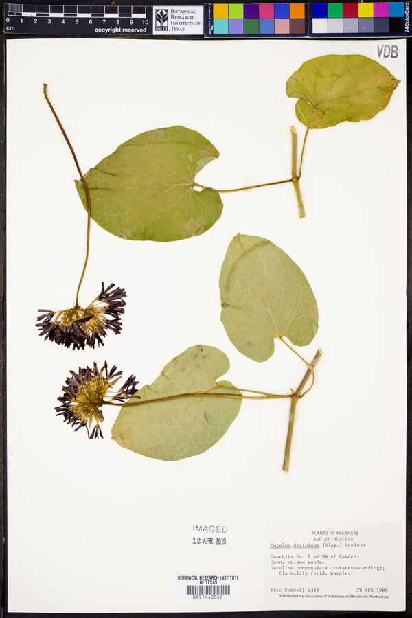 Matelea decipiens image