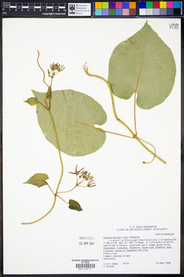 Matelea obliqua image