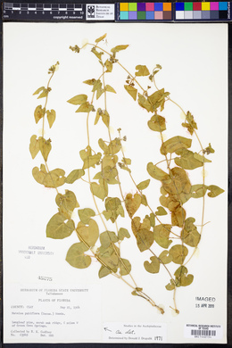 Matelea pubiflora image