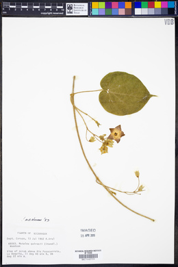 Matelea quirosii image