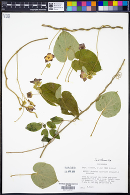 Matelea quirosii image