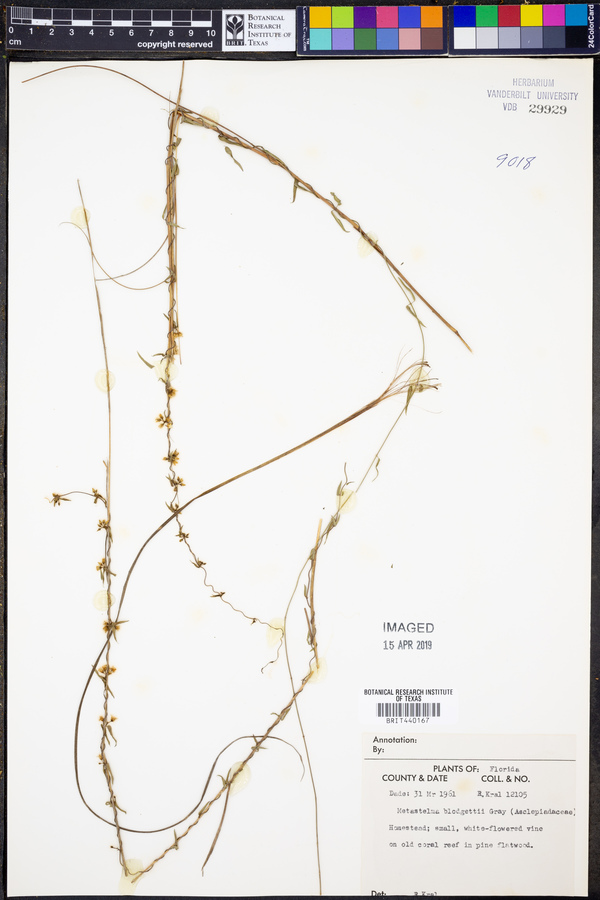 Metastelma blodgettii image