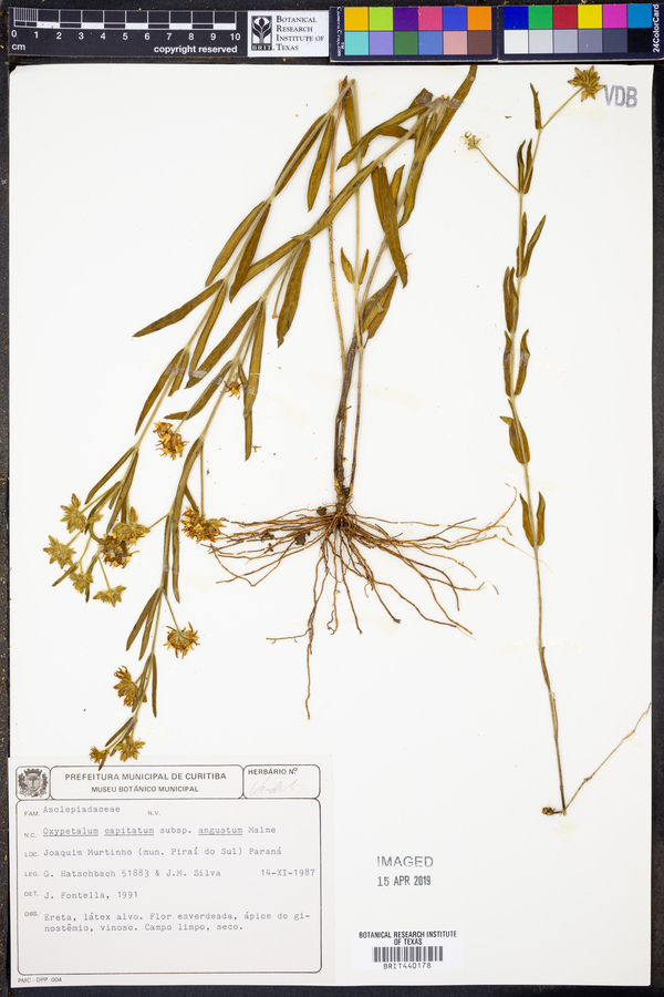 Oxypetalum capitatum subsp. angustum image